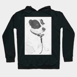 Jack Russell cross Springer cross Staffie Hoodie